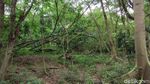 Rupa Hutan Mini Jakarta, Siap Menyambutmu di Libur Lebaran