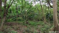 Bak hutan sebenarnya, kanan kiri jalan adalah pepohonan tua yang diselingi tumbuhan-tumbuhan kecil.