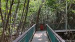 Kawasan Ekowisata Mangrove PIK, Cocok Banget Buat Wisata Luar Ruang