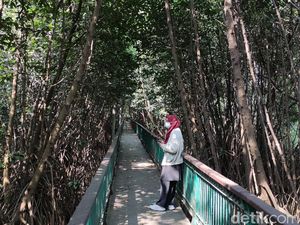 Kawasan Ekowisata Mangrove PIK, Cocok Banget Buat Wisata Luar Ruang