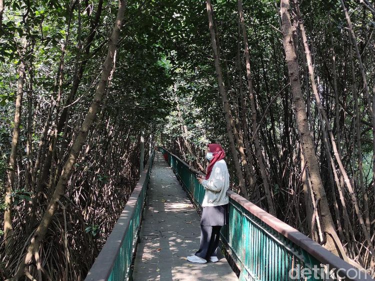 Kawasan Ekowisata Mangrove PIK, Cocok Banget Buat Wisata Luar Ruang