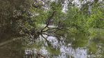 Kawasan Ekowisata Mangrove PIK, Cocok Banget Buat Wisata Luar Ruang