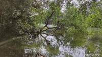 Bahkan, traveler juga ada yang memanjat pohon untuk berfoto di atas danau Kawasan Ekowisata Mangrove PIK.