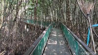 Jalur pedestrian di Kawasan Ekowisata Mangrove PIK.