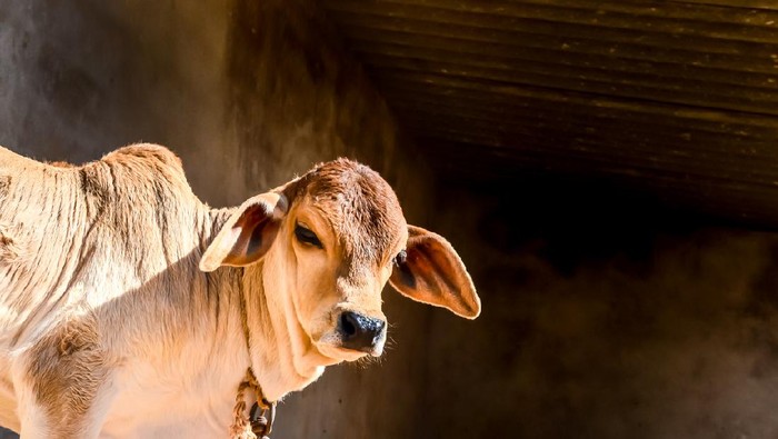 sapi cow calf in farm ,beautiful view of cow calf,brown young cow calf in india