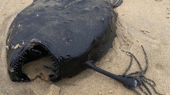 Ikan ini warnanya hitam, giginya tajam dan mengerikan, ada antena panjang bercabang-cabang di kepalanya. Ikan apakah ini? (Crystal Cove State Park)