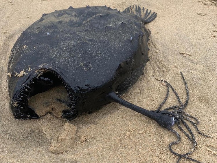Ikan Monster di California Ikan Monster di California dari jenis Pacific Footballfish, keluarga anglerfish yaitu ikan laut dalam.