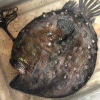 Ikan Monster di California dari jenis Pacific Footballfish, keluarga anglerfish yaitu ikan laut dalam.