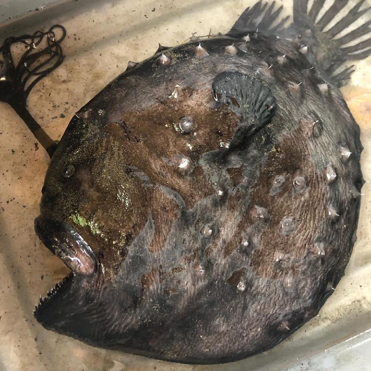 Ikan Monster di California dari jenis Pacific Footballfish, keluarga anglerfish yaitu ikan laut dalam.