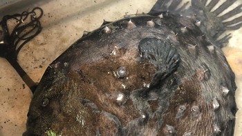 Ini adalah Pacific Footballfish. Ini adalah satu jenis dari 300 spesies keluarga anglerfish, jenis ikan laut dalam dari kedalaman 1.000 meter di bawah permukaan laut. Entah kenapa ikan ini sampai terdampar di pantai (Crystal Cove State Park)