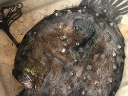 Ini Ikan Atau Alien, Seram Betul!