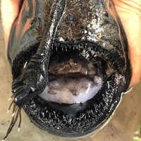 Ikan Monster di California dari jenis Pacific Footballfish, keluarga anglerfish yaitu ikan laut dalam.