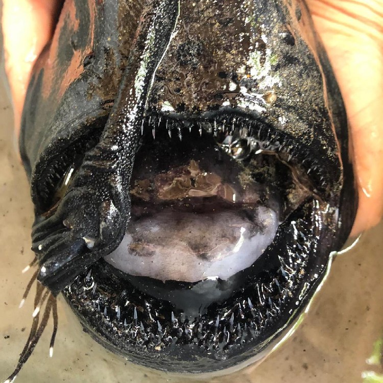 Ikan Monster di California dari jenis Pacific Footballfish, keluarga anglerfish yaitu ikan laut dalam.