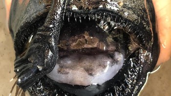 Ikan ini punya antena illicium, alias lampu alami. Antena ini bisa menyala dalam kegelapan karena mengandung fosforescens. Antena ini untuk menarik mangsanya mendekat (Crystal Cove State Park)