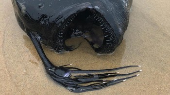 Petugas ranger Taman Nasional Crystal Cove, California, AS mendapatkan laporan dari pengunjung bernama Ben Estes. Dia melihat ada ikan monster yang aneh, terdampar di pantai. (Ben Estes/Facebook)