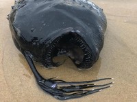 Ikan Monster di California dari jenis Pacific Footballfish, keluarga anglerfish yaitu ikan laut dalam.
