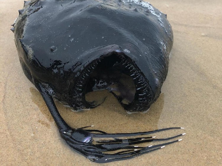 Ikan Monster di California dari jenis Pacific Footballfish, keluarga anglerfish yaitu ikan laut dalam.