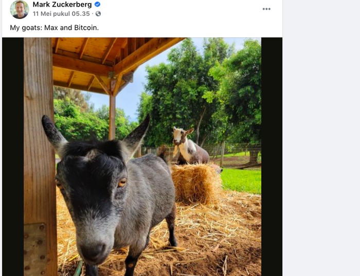 Kambing Mark Zuckerberg