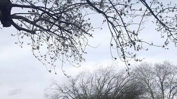 Pohon rakasa mendadak tumbang, pasti repot membersihkannya. Foto: boredpanda