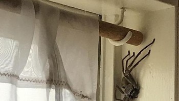 Mendadak ada laba-laba besar berkeliaran di rumah. Foto: boredpanda