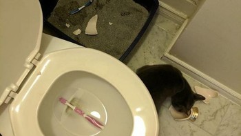 ucing nakal menjatuhkan sikat gigi pemiliknya di toilet. Foto: boredpanda