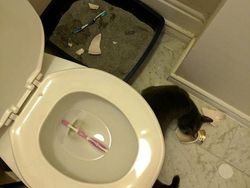 Potret Viral Kesialan Tak Terduga, Miris Tapi Kocak