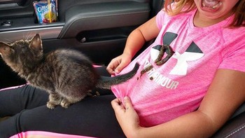 Kucing yang tak tahu adat. Foto: boredpanda