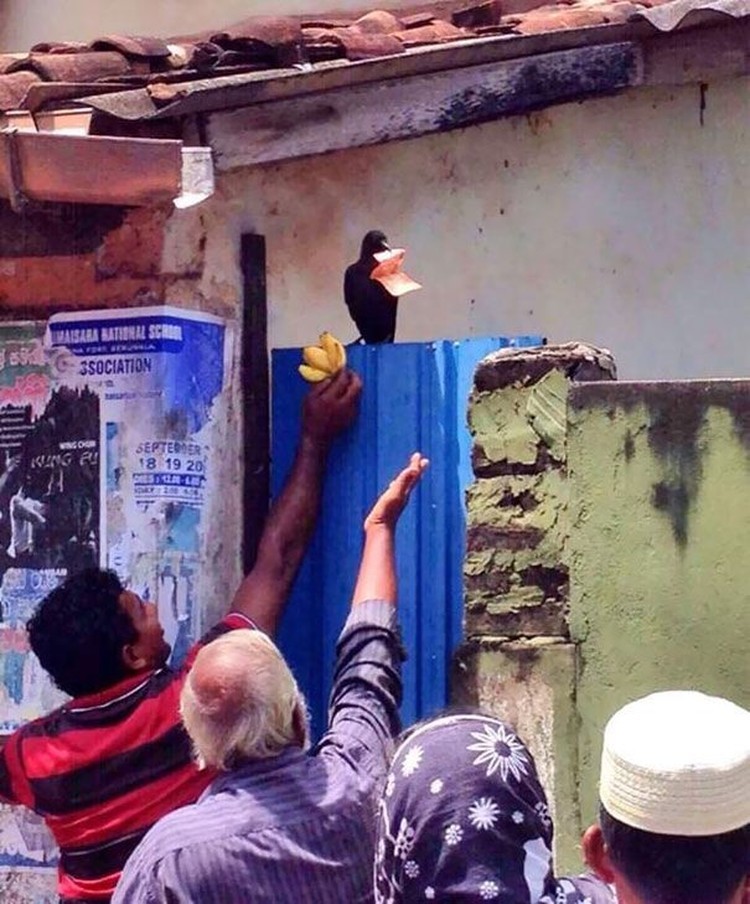 Kesialan menggelikan