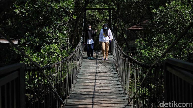 Menjelajah Hutan Mangrove di Pesisir Ibu Kota Libur Lebaran kerap dimanfaatkan masyarakat untuk berwisata bersama keluarga. Di PIK, kawasan ekowisata berbasis hutan mangrove ini cocok untuk libur Lebaran.