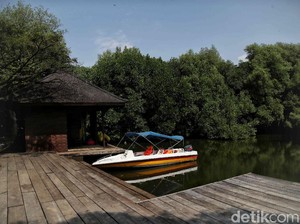 Kawasan Ekowisata Mangrove PIK: Lokasi, Harga Tiket, Ngapain Aja di Sana?