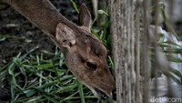 Kawasan konservasi alam mangrove ini memiliki luas 99,82 Ha yang dimanfaatkan untuk pariwisata dan rekreasi alam. Pengunjung pun dapat melihat beragam fauna yang ada di kawasan ekowisata tersebut. 