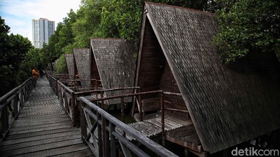 Menjelajah Hutan Mangrove di Pesisir Ibu Kota