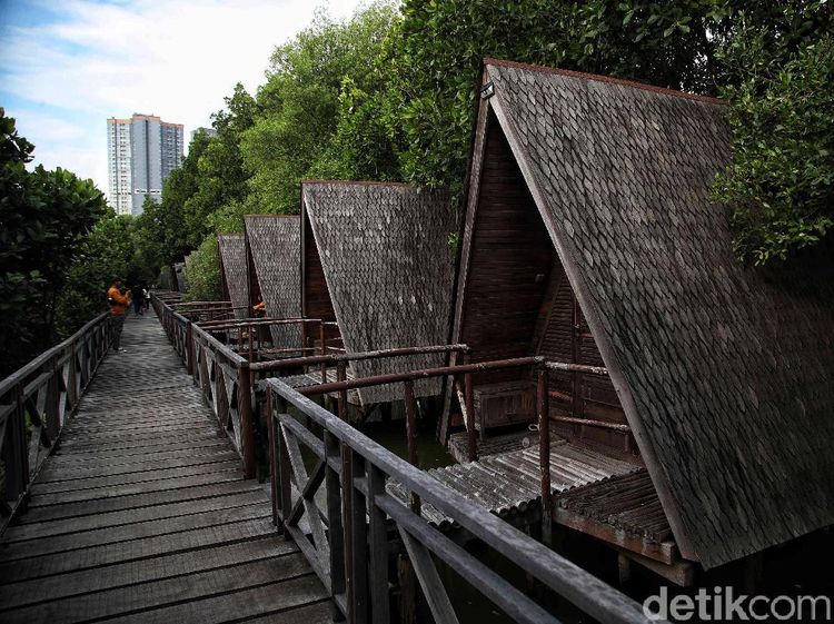 Menjelajah Hutan Mangrove di Pesisir Ibu Kota