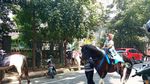 Berkuda di Tengah Kota Bandung, Bisa!