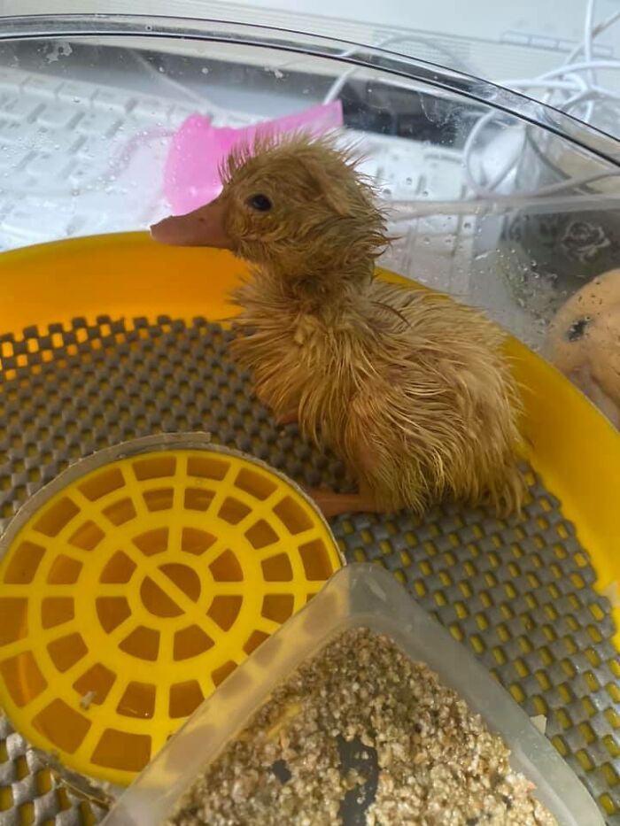 Ikuti Tren TikTok, Wanita Ini Berhasil Tetaskan Telur Bebek Sendiri!