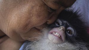 Kisah Coki, Si Kekah dari Natuna