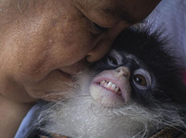 Kisah Coki, Si Kekah dari Natuna