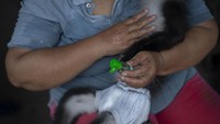 Banyak tawaran dari orang lain agar Coki dijual. Bahkan, Coki pernah dihargai hingga Rp5 juta.   