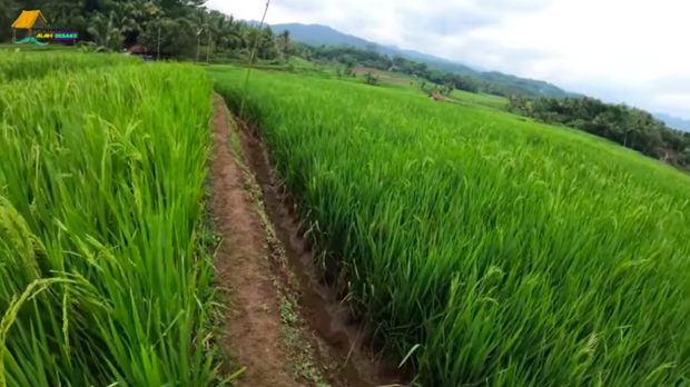 Rumah tengah sawah yang sejuk dan asri.