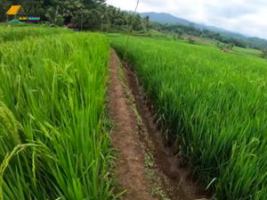 Penggilingan Padi RI Dapat Suntikan Modal Asing Rp 189 M