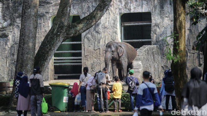 Sejumlah wisatawan memadati Taman Margasatwa Ragunan pada H+2 hari raya Idul FItri 1442 H, Jakarta, Jumat (14/5/2021).