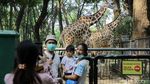 Dibuka Lagi, Wisata Ragunan Diserbu Warga Jakarta