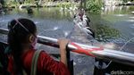 Dibuka Lagi, Wisata Ragunan Diserbu Warga Jakarta