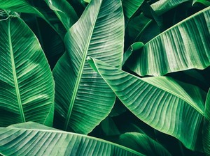 Seikat Daun Pisang di Jepang Harganya Ratusan Ribu, Netizen: Di Sini Gratis