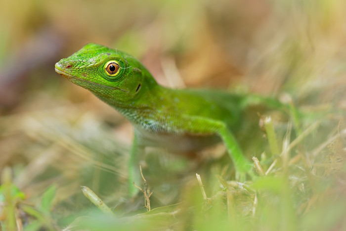 kadal anolis