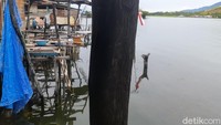 Pohon soang tergolong kayu yang tahan terhadap serangan hama perusak seperti rayap tanah, penggerek kayu, cendawan pelapuk putih, dan cendawan pelapuk cokelat. Batang pohon soang memiliki diameter 15 hingga 20 centimeter. (Hari Suroto/Istimewa)