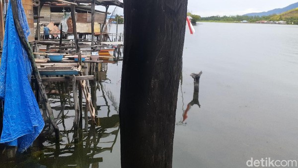 Pohon soang tergolong kayu yang tahan terhadap serangan hama perusak seperti rayap tanah, penggerek kayu, cendawan pelapuk putih, dan cendawan pelapuk cokelat. Batang pohon soang memiliki diameter 15 hingga 20 centimeter. (Hari Suroto/Istimewa) Pohon soang tergolong kayu yang tahan terhadap serangan hama perusak seperti rayap tanah, penggerek kayu, cendawan pelapuk putih, dan cendawan pelapuk cokelat. Batang pohon soang memiliki diameter 15 hingga 20 centimeter. (Hari Suroto/Istimewa)