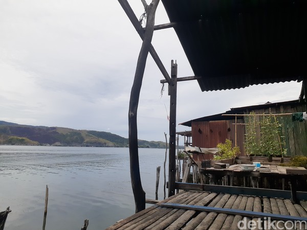 Kayu soang harus dipilih yang benar-benar sudah tua agar tiang tidak cepat roboh. Lokasi mengambil kayu soang juga sudah diatur secara adat, di mana tempat leluhurnya ambil maka keturunannya juga akan mengambil kayu dari lokasi yang sama. Kayu ini hanya diambil untuk tiang rumah tidak boleh untuk fungsi lain. (Hari Suroto/Istimewa) Kayu soang harus dipilih yang benar-benar sudah tua agar tiang tidak cepat roboh. Lokasi mengambil kayu soang juga sudah diatur secara adat, di mana tempat leluhurnya ambil maka keturunannya juga akan mengambil kayu dari lokasi yang sama. Kayu ini hanya diambil untuk tiang rumah tidak boleh untuk fungsi lain. (Hari Suroto/Istimewa)