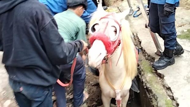 Kuda putih jeblos di selokan
