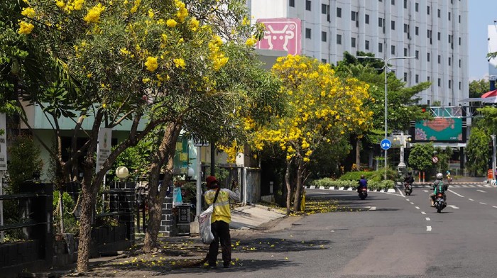 Lebaran Makin Berseri Ditambah Bunga Tabebuya Bermekaran di Surabaya